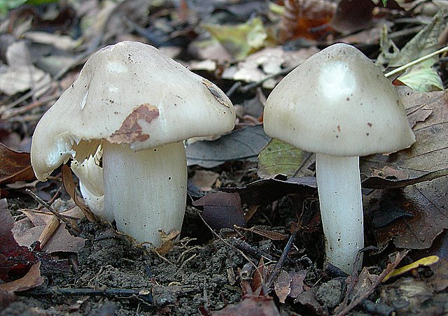 Hygrocybe  fornicata  (Fr.)   Singer